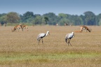 Gruidae