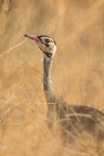 Otididae