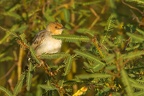 Acrocephalidae