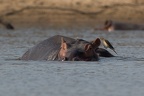 Buphagidae