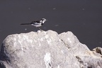 Motacillidae