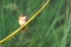 Muscicapidae