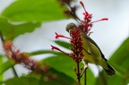 Nectariniidae