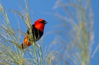 Ploceidae