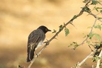 Pycnonotidae