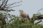 Turdidae