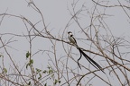 Viduidae