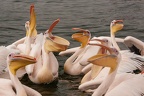 Pelecanidae