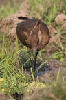 Scopidae