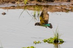 Psittacidae