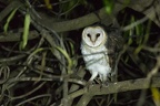 Tytonidae