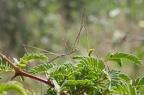  Phasmatodea