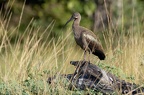 Threskiornithidae