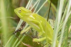 Chamaeleonidae