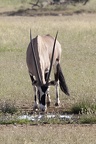 Bovidae
