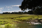 South Luangwa national park, zambia