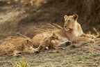 Lion [fr] - Lion [en] - Panthera leo