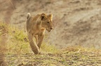 Lion [fr] - Lion [en] - Panthera leo