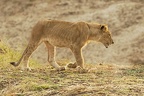 Lion [fr] - Lion [en] - Panthera leo