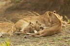 Lion [fr] - Lion [en] - Panthera leo