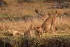Lion [fr] - Lion [en] - Panthera leo