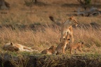 Lion [fr] - Lion [en] - Panthera leo