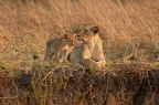 Lion [fr] - Lion [en] - Panthera leo