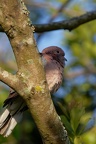 Columbidae