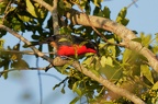 Malaconotidae