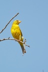   Fringillidae