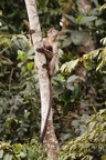 Colobe rouge d'Ouganda [fr] - Ugandan red colobus [en] - Piliocolobus tephrosceles