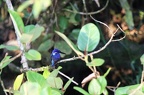 Alcedinidae