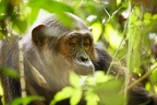 Chimpanzé [fr] - Chimpanzee [en] - Pan troglodytes