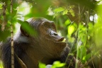Chimpanzé [fr] - Chimpanzee [en] - Pan troglodytes