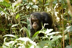 Chimpanzé [fr] - Chimpanzee [en] - Pan troglodytes