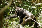 Chimpanzé [fr] - Chimpanzee [en] - Pan troglodytes