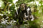 Chimpanzé [fr] - Chimpanzee [en] - Pan troglodytes