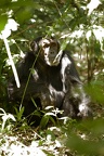Chimpanzé [fr] - Chimpanzee [en] - Pan troglodytes