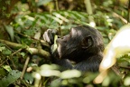 Chimpanzé [fr] - Chimpanzee [en] - Pan troglodytes