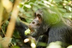 Chimpanzé [fr] - Chimpanzee [en] - Pan troglodytes