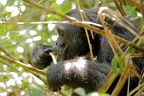 Chimpanzé [fr] - Chimpanzee [en] - Pan troglodytes