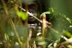 Chimpanzé [fr] - Chimpanzee [en] - Pan troglodytes