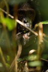 Chimpanzé [fr] - Chimpanzee [en] - Pan troglodytes