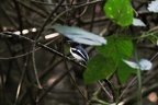 Platysteiridae
