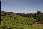 Plantation de thé [fr] - Tea plantation [en)
