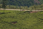 Plantation de thé [fr] - Tea plantation [en)