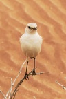 Alaudidae