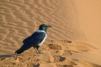 DSCF1606