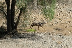 Grand koudou [fr] - Greater kudu [en] - Tragelaphus strepsiceros