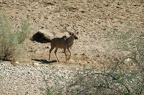 Grand koudou [fr] - Greater kudu [en] - Tragelaphus strepsiceros